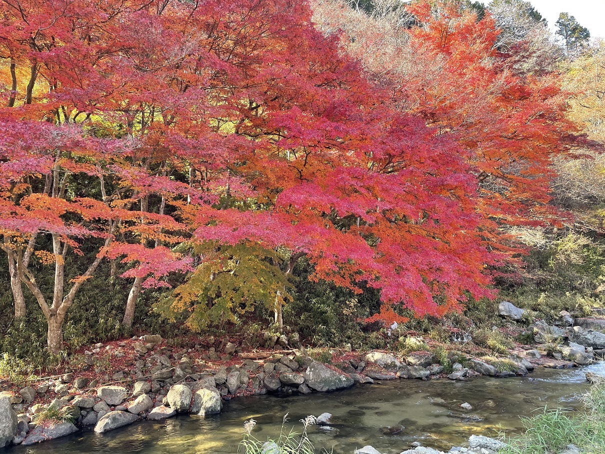 紅葉三昧！