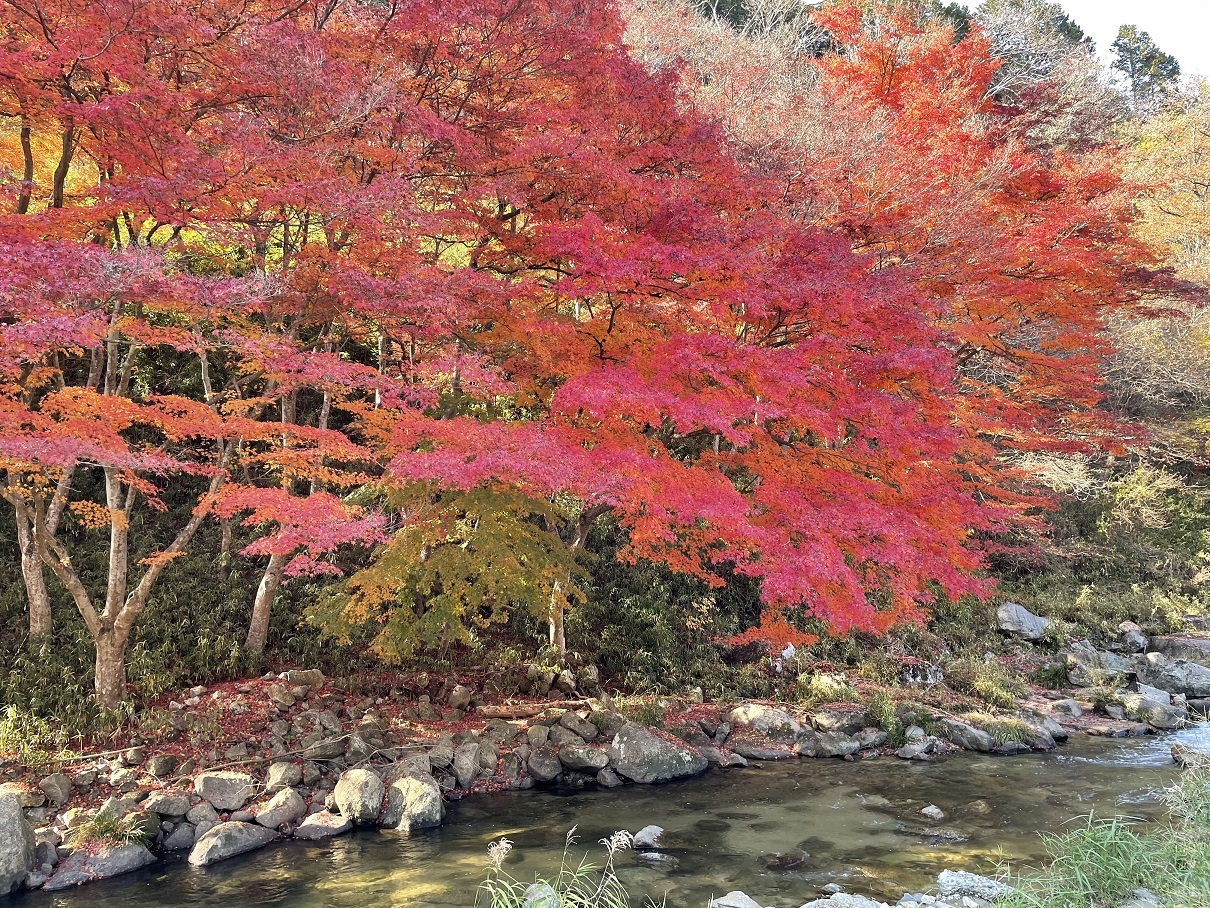 紅葉三昧！